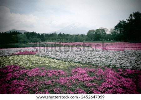 Fuji Shibazakura Festival, Japan
Fujiyama Royalty-Free Stock Photo #2452647059