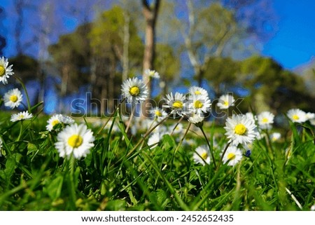 Symbol of love, cute little daisies that grow in their natural habitat, growing among meadows and grasses
