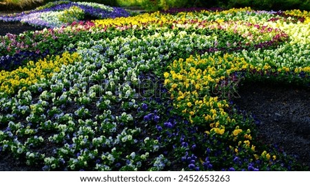 colourful carpet of flowers. multicolour version Royalty-Free Stock Photo #2452653263