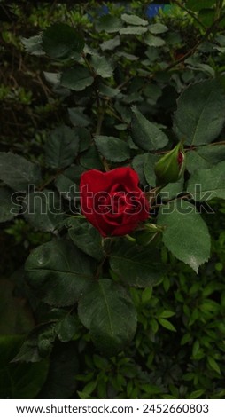 Red rose, sign of love