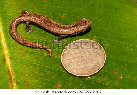  Wood-colored Webfoot Salamander of a dark brown color with some dark spots next to a Costa Rican coin to show size reference, on a green surface.