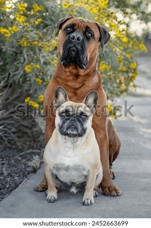 A large bull mastiff and a smaller French bulldog posing for a portrait by yellow flowers