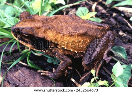 English Name:
Wet Forest Toad;toad at dawn in the leaf litter. Incilius melanochlorus seen from a high angle, yellowish, brown and black. with large cranial ridges and skin with small protuberances.