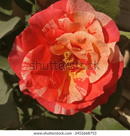 The picture captures a single rose in a state of captivating transition. Its petals, boasting a beautiful two-toned effect. The focus could be solely on the rose, bathed in soft light.