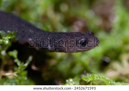 English Name:
Common Worm Salamander,42.	Detail of the head of a dark-colored salamander Oedipina uniformis with an out-of-focus background  