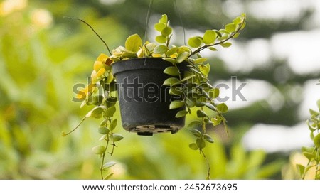 Hanging vine plant succulent leaves of epiphytic plant (Dischidia sp.). Royalty-Free Stock Photo #2452673695