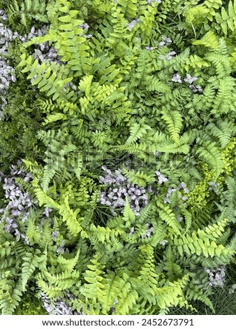 Wall of ferns natural background nature photography