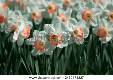 White narcissus with a yellow core bloom in the garden in April. A large field of daffodil. Spring white and yellow flowers. Almaty, Kazakhstan Royalty-Free Stock Photo #2452675227