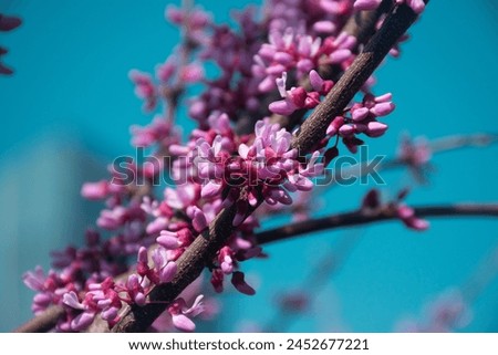 beautiful lilac flowers branch on a blue skies background, natural spring background, soft selective focus. Almaty, Kazakhstan Royalty-Free Stock Photo #2452677221