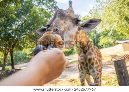 Feeding giraffe safari animal in the zoo