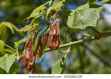 Ash-leaved maple, or American maple (lat. Acer negundo). The fruit of the American maple is a lionfish. Spring. Royalty-Free Stock Photo #2452681139