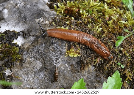 Orange slug, scientific name Arion rufus, taken in Geneva, CH. Royalty-Free Stock Photo #2452682529