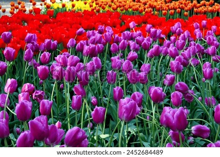 fields of multicolour flowers. lots of colourful tulips Royalty-Free Stock Photo #2452684489