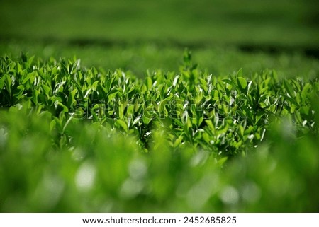 Abstract background with green grass leaves. Spring green grass in the park of Almaty, Kazakhstan Royalty-Free Stock Photo #2452685825