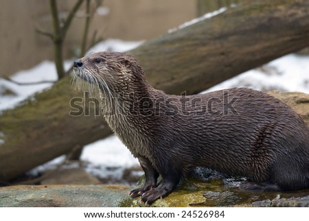 ZOO Prague, otter in winter