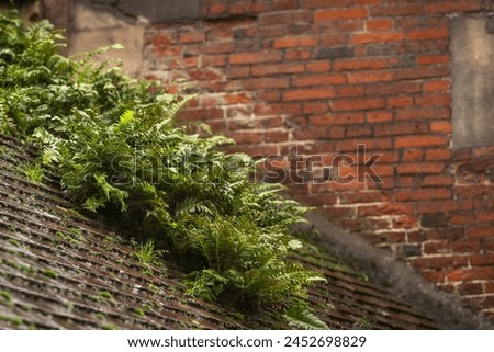 Background image for wallpaper, poster or banner design. Fern growing on an old roof.  