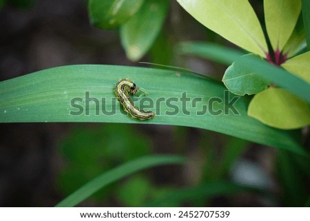 Boxwood borer or Cydalima perspectalis. Yellow-green caterpillar.