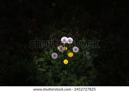 A picture of flowers, commonly known as dandelions, in the park during spring.