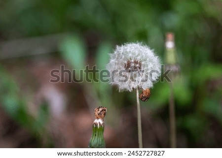 A picture of flowers, commonly known as dandelions, in the park during spring.