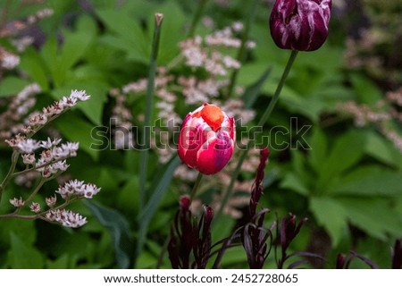 A picture of flowers, commonly known as tulips, in the park during spring.