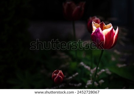 A picture of flowers, commonly known as tulips, in the park during spring.