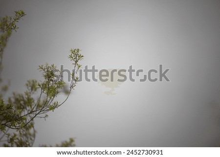 steam in background with a small plant in focus
