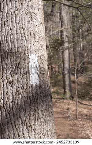 White blaze trail marker on a tree trunk with soft focus woodland and trail in background.
