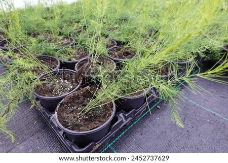 From above of green asparagus plants growing on soil in pots while placed in plastic tray and in iron stand on greenhouse ground Royalty-Free Stock Photo #2452737629