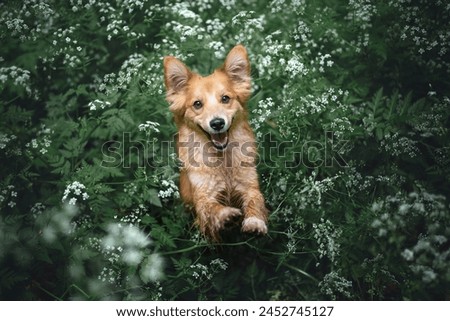 Funny brown dog in forest, waving up with both paws. Happy dog picture.