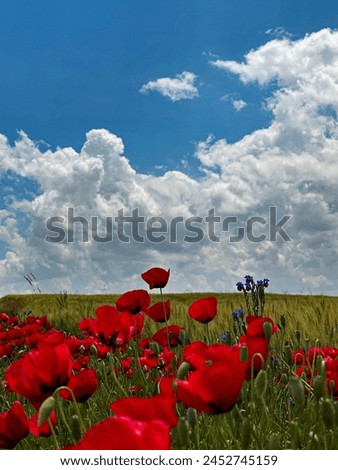 Magnificent colors of Red Poppies. Red Poppy in the background of blue sky and clouds. The most beautiful shade of red in poppy. Seljuk, Konya. August 2023