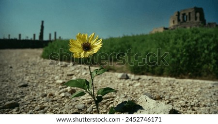 yellow Flower beautiful natural image 