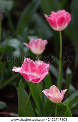 Beautiful blooming tulip. Close up. Garden decoration. Vertical shot.