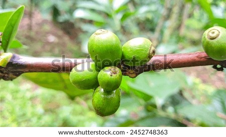 closeup of green coffee beans with faded background. Wednesday, April 17 2024, East Java, Indonesia.