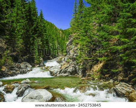 Refreshing landscape of a cold mountain river rapidly flowing through sharp rocks and forming waterfalls Coniferous forests grow along the rocky riverbed. Latorita Massif, Carpathia, Romania.  Royalty-Free Stock Photo #2452753845