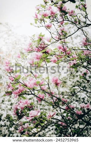 a pink tree with white flowers and green leaves