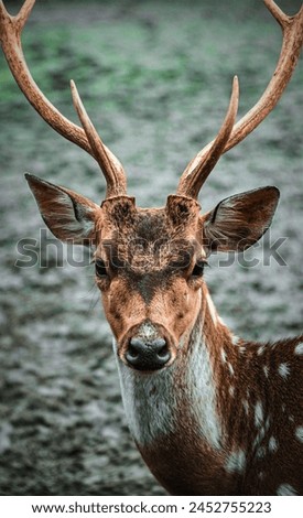 Wildlife photography of beautiful spotted chitra deer, A single chitra deer in the woods, cute little dear in Bangladesh