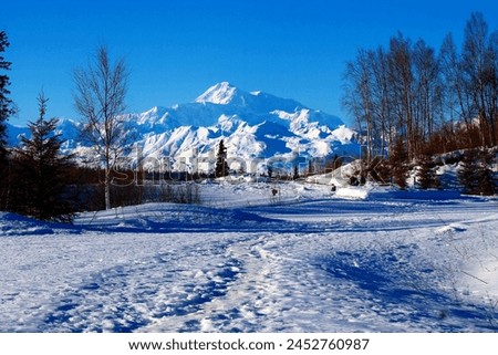 Denali (Mount McKinley) covered with snow on a rare clear blue sky day. Snow covers the ground and trees are bare. Royalty-Free Stock Photo #2452760987
