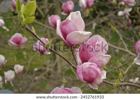 magnolia, bloom, bloosom, nature, macro Royalty-Free Stock Photo #2452761933