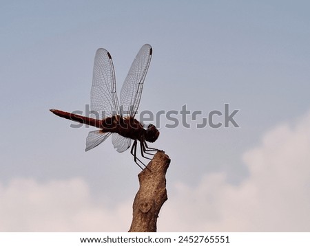 Grasshopper in the bosom of nature Royalty-Free Stock Photo #2452765551