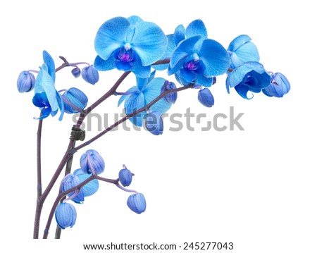 orchid branch  with blue flowers isolated on white background Royalty-Free Stock Photo #245277043