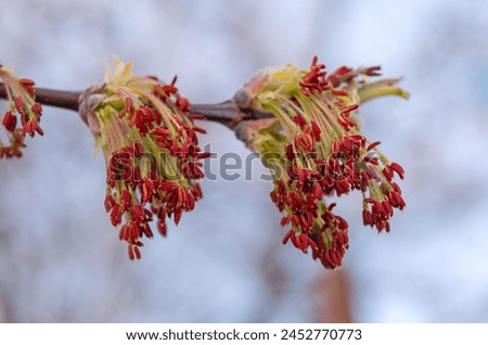 Ash-leaved maple inflorescences on tree branch. Royalty-Free Stock Photo #2452770773