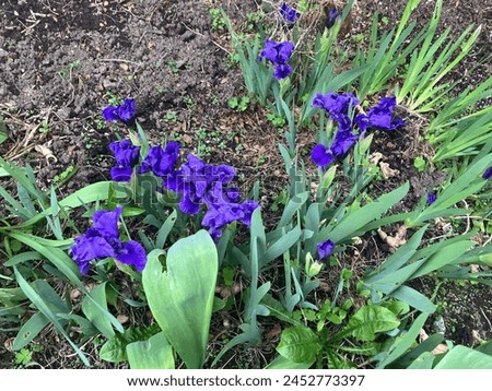 Set of irises in garden, dwarf iris
