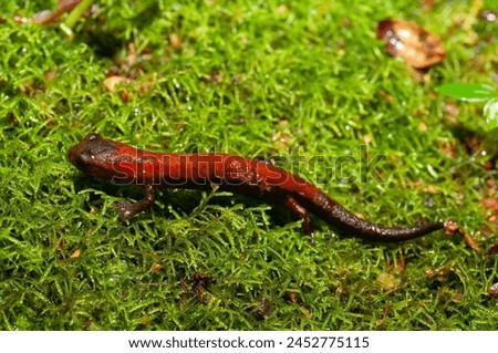 Englsh Name:
La Palma Salamander
Beautiful specimen of a Montane Webfoot Salamander moving on a green moss.
