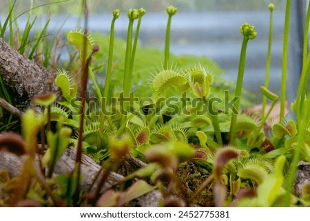 The Venus flytrap, Dionaea muscipula, close-up. Carnivorous plant. Botanical Garden.