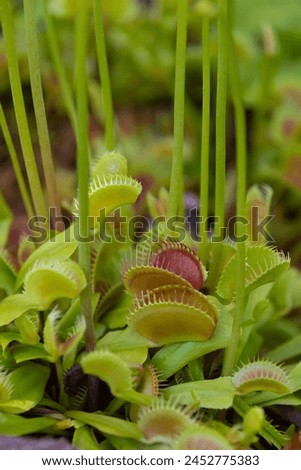 The Venus flytrap, Dionaea muscipula, close-up. Carnivorous plant. Botanical Garden.