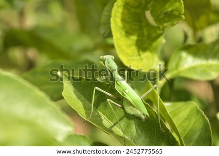 Pictures for perfect green locust 