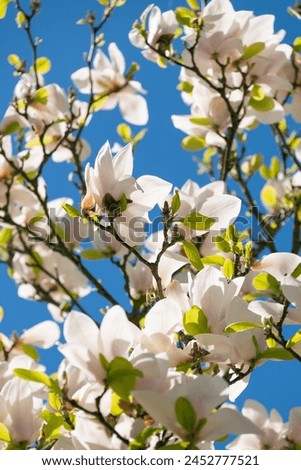 Beautiful large white flowers of Magnolia denudata, the lilytree, Yulan magnolia. Spring blossoms in the garden. Floral background.