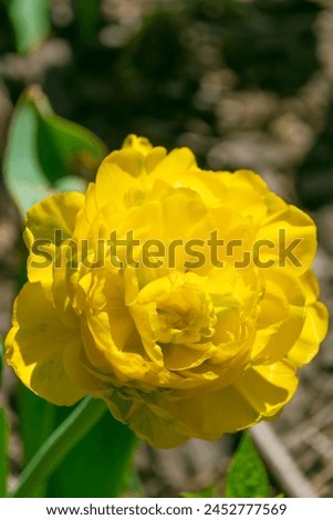 Yellow tulips in the garden. Tulipa gesneriana, the Didier's tulip, garden tulip. Spring bloom. Royalty-Free Stock Photo #2452777569