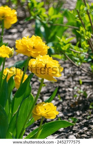 Yellow tulips in the garden. Tulipa gesneriana, the Didier's tulip, garden tulip. Spring bloom. Royalty-Free Stock Photo #2452777575