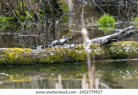 Turtles on fallen log in water